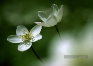 Fleurs réalistes œuvres - xsh0148b réaliste photographique fleurs